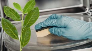 Truco del laurel en el microondas