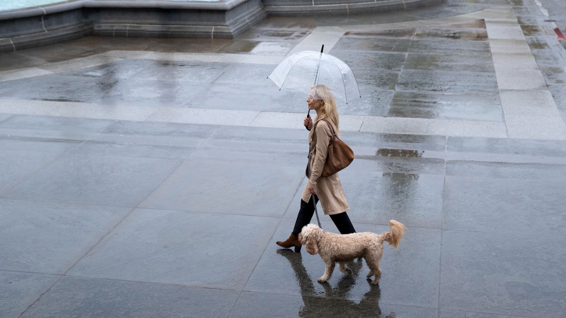 Los expertos avisan a los dueños de perros: Si llueve mucho, hay que buscar alternativas dentro de casa