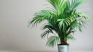 Planta, flora, curiosidades, Feng Shui