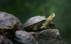 Tortugas, animales, curiosidades