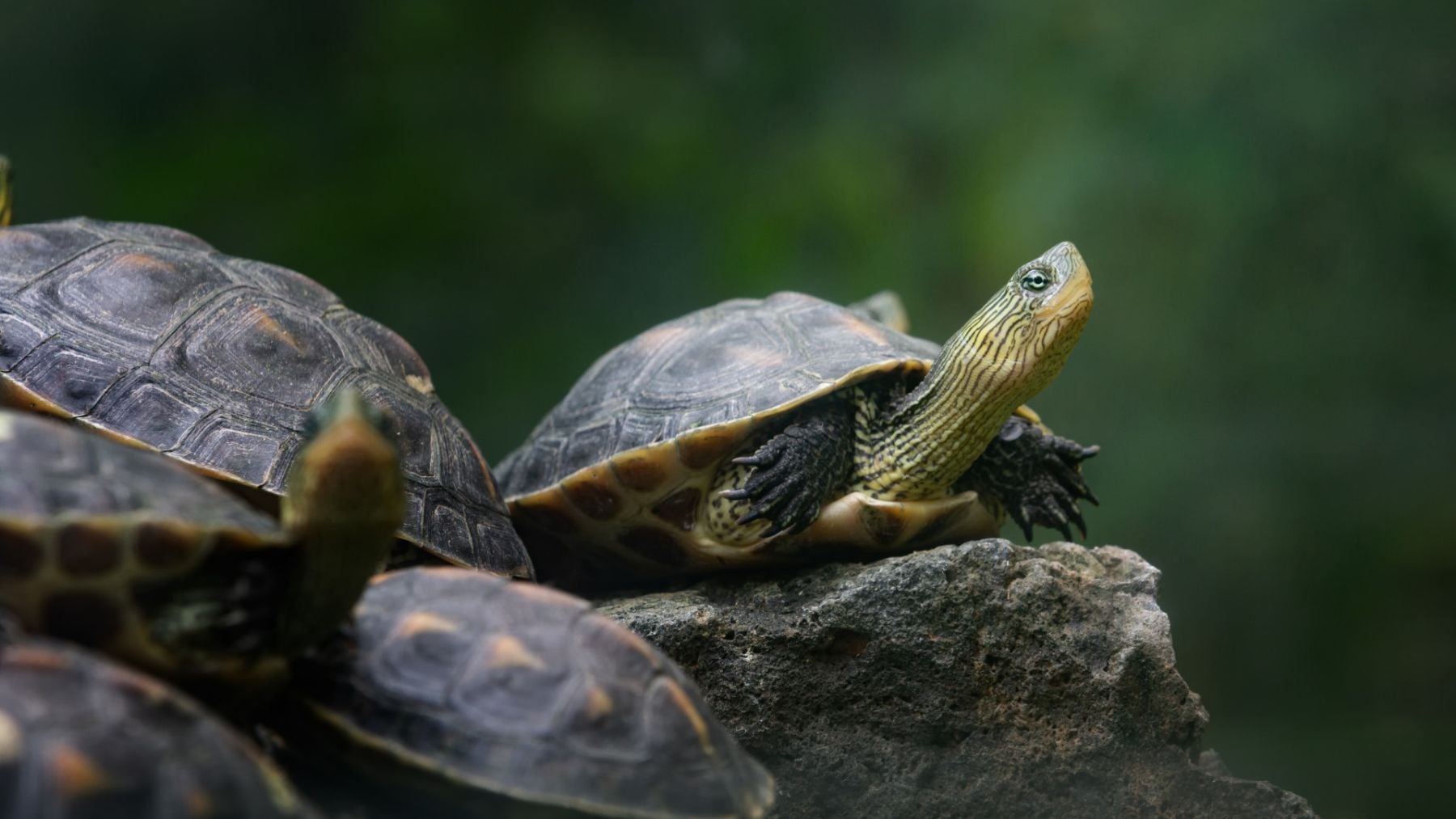 Suena atroz, pero la biología lo avala: la isla donde las tortugas hembra se suicidan por el acoso de los machos