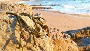 Cierran playa de Honduras por culpa de alga invasora, algas invasoras, alga invasora Honduras, qué es el sargazo, sargazo en playa de Honduras.