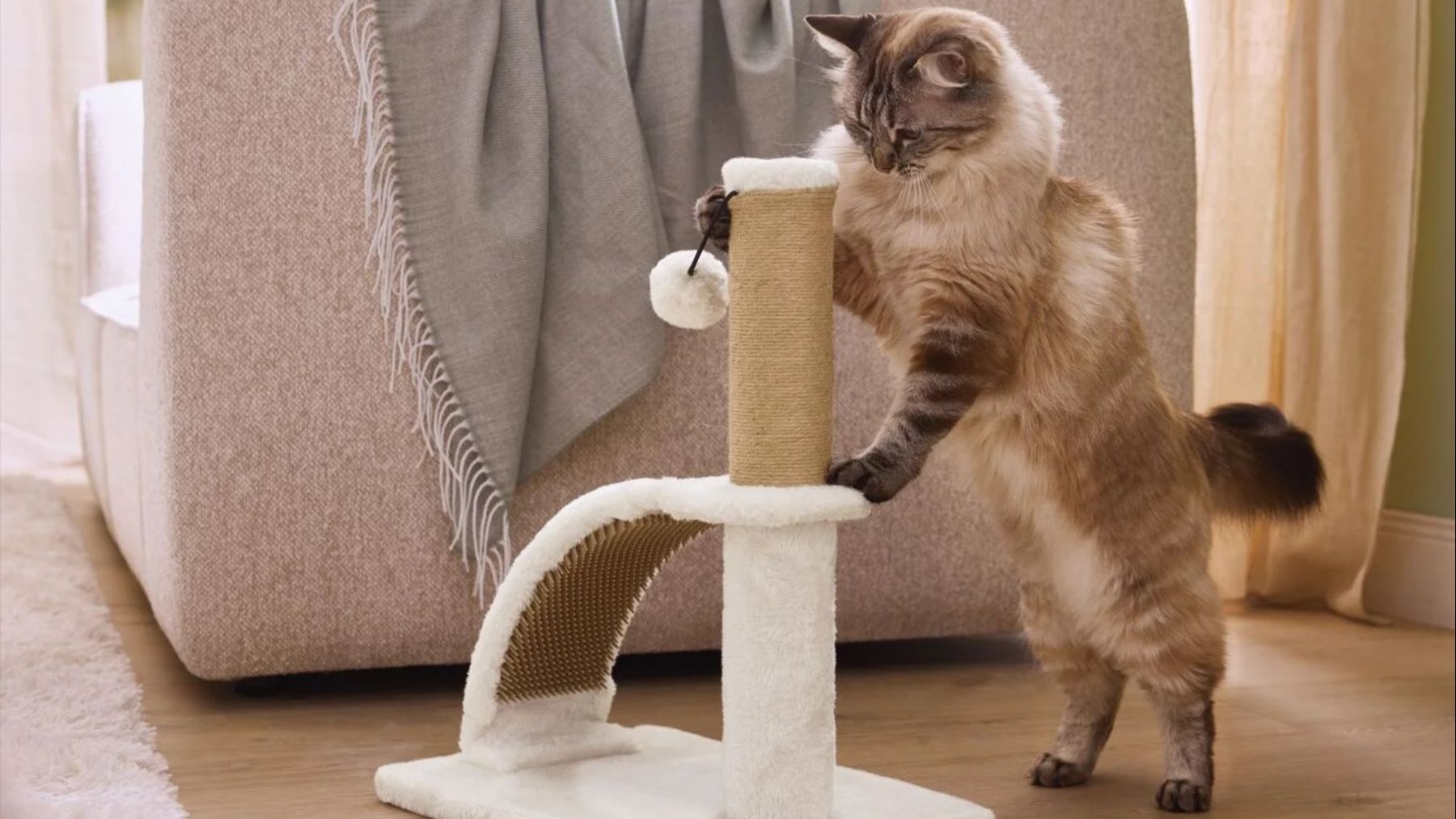 Es puro placer para sus sentidos: el nuevo invento de Lidl que tiene a todos los gatos obsesionados (y cuesta una miseria)