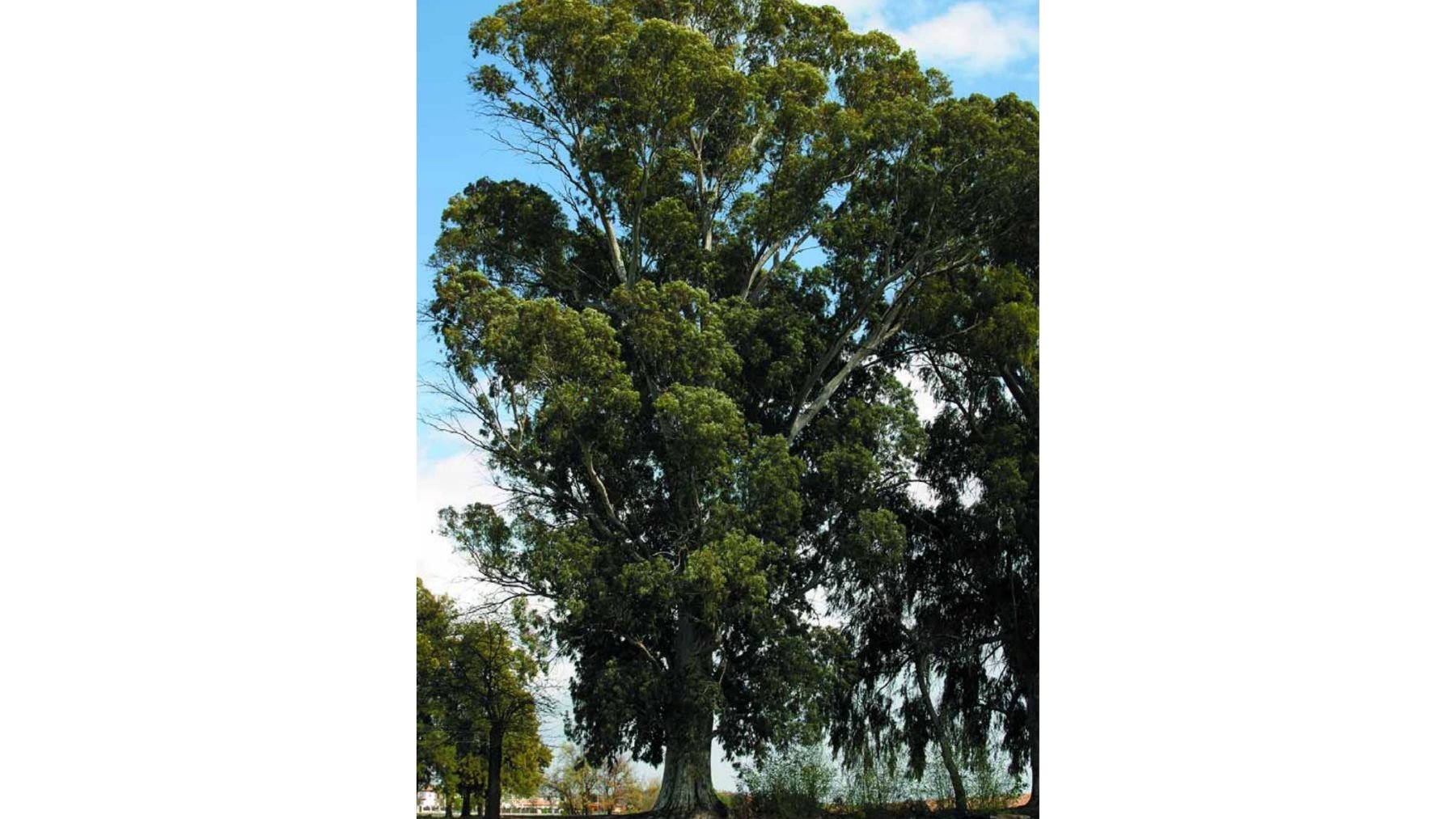 Eucalipto, &aacute;rboles, Sevilla