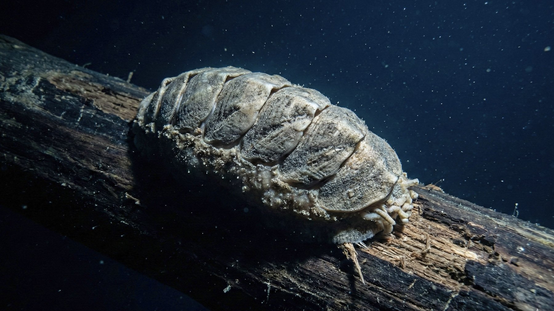 Los zoólogos no salen del asombro: descubren en Japón un molusco con lengua de hierro a 5500 metros bajo el mar