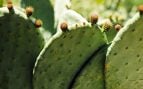 nopal, cactus