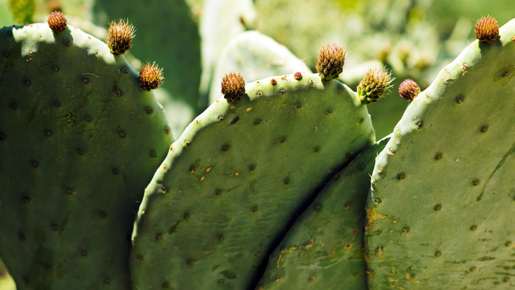 Suena raro pero la ciencia lo avala: el mejor purificador de agua del mundo es una planta que solo crece en el desierto