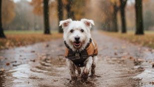 Perro, animales, mascotas