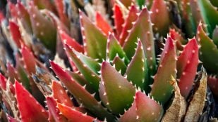 Estudio científico sobre la capacidad defensiva de las plantas, cómo se protegen las plantas de los patógenos, hallazgo plantas, plantas inmunes.