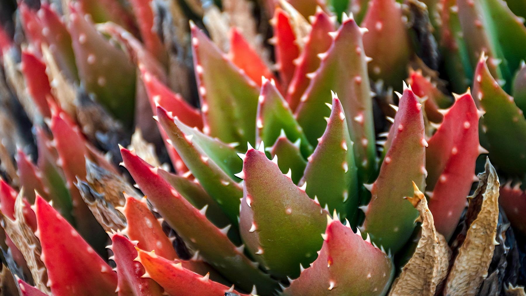 Los científicos no dan crédito: las plantas activan sus defensas mucho antes de lo que se pensaba