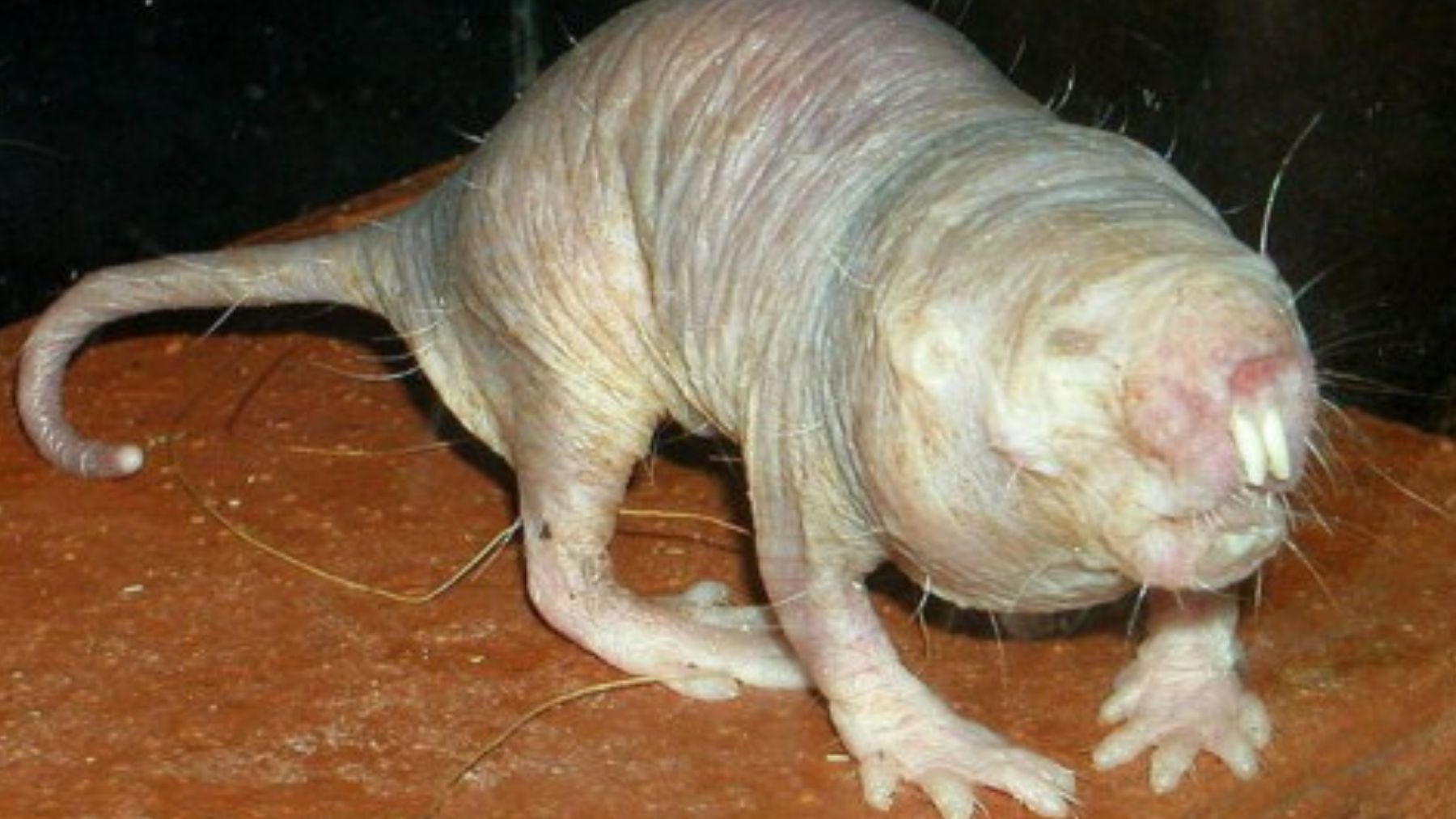 Rata topo desnuda. Foto: Wikimedia Commons / CC BY-SA 3.0 / Dresmarconte