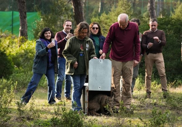 Suelta-lince-Doñana