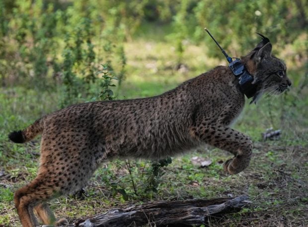 Suelta Walabi Doñana