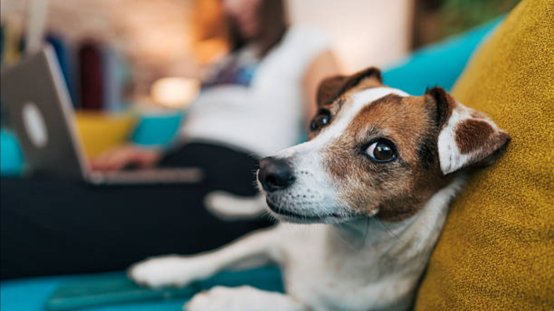 Cambio de norma confirmado en Andalucía: 100 euros para los dueños de perros por hacer esto