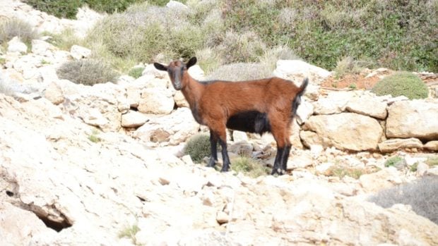 ley agraria payeses caza