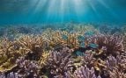 arrecifes coral desapareciendo
