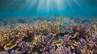 arrecifes coral desapareciendo