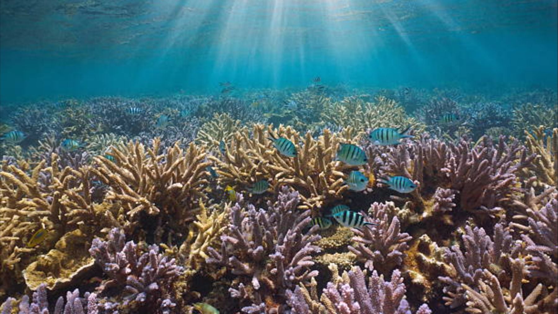 No es casualidad y los científicos están preocupados: la mitad de los arrecifes de coral del mundo están desapareciendo
