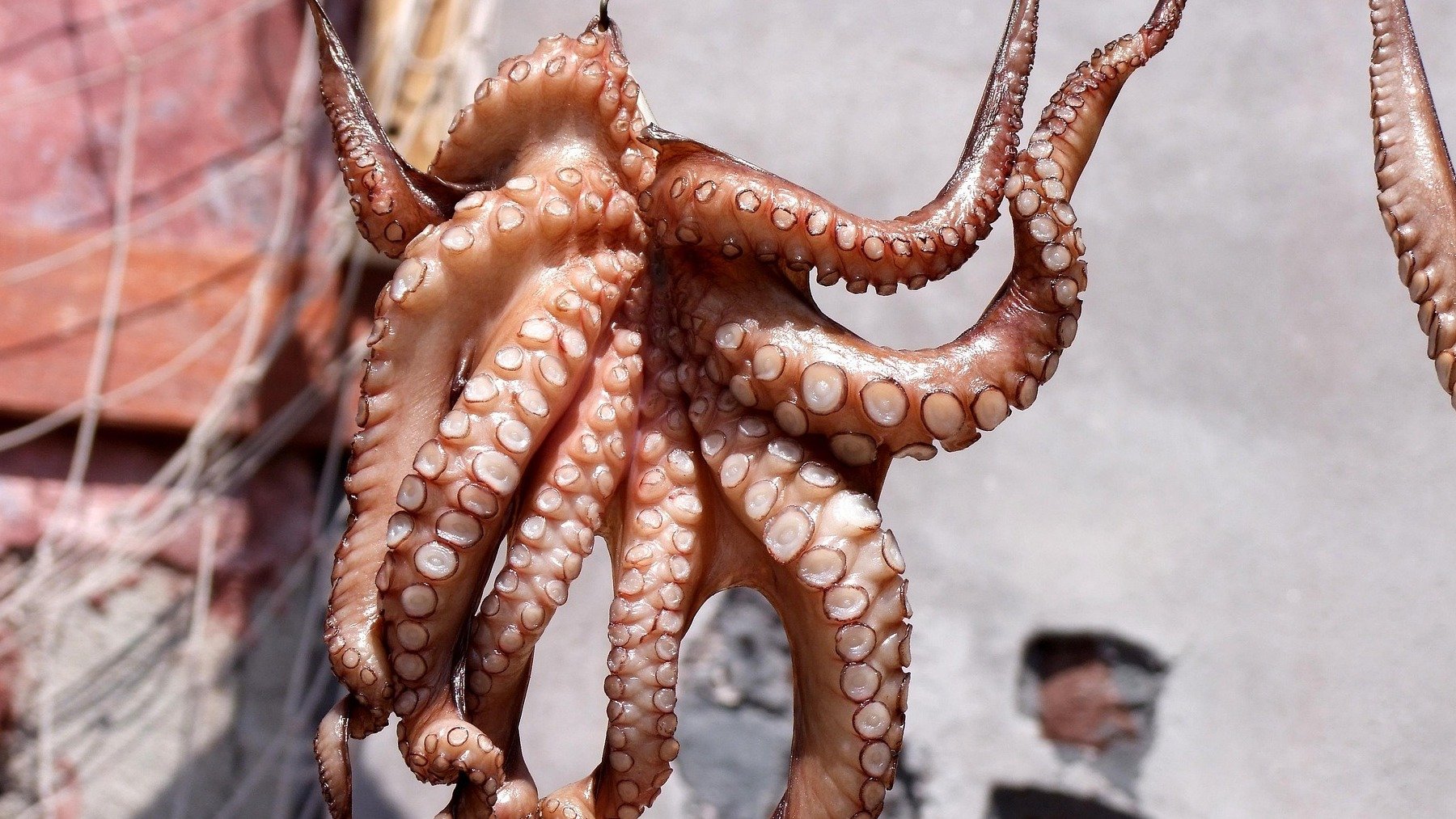 Pulpo.