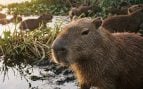 Capibara, animales, naturaleza