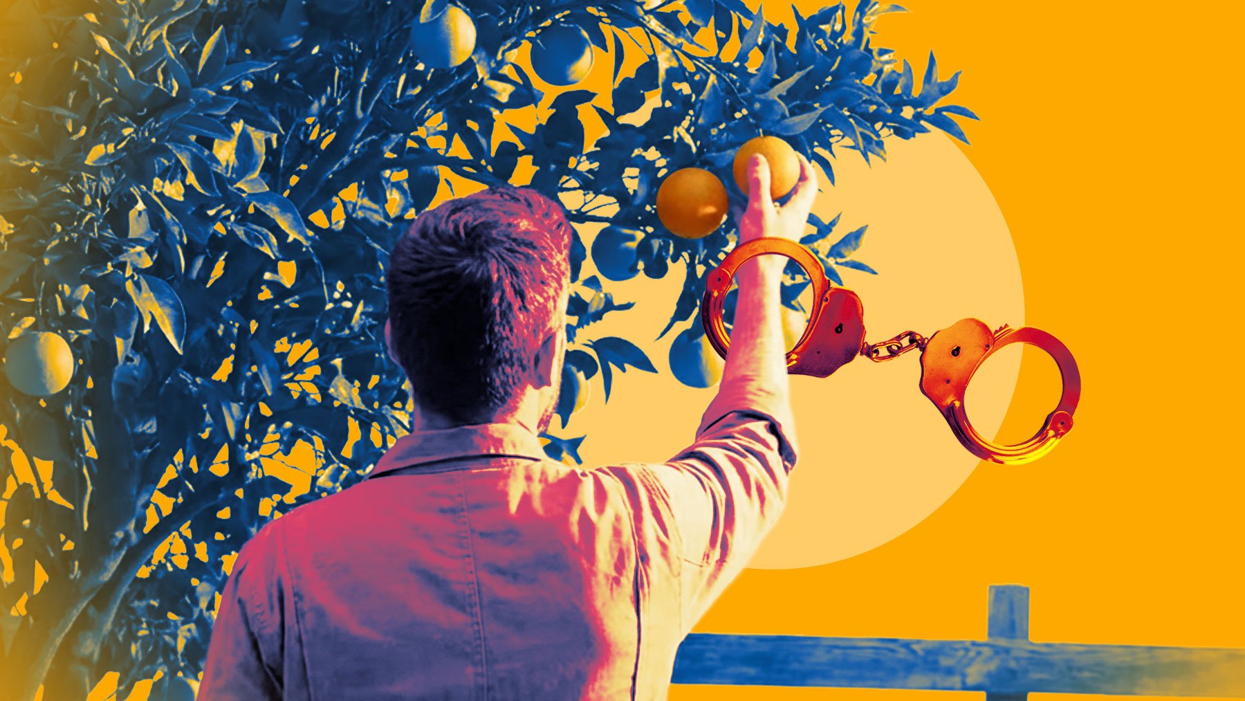 Detenido por meterse en una finca de Mallorca y robar naranjas: No lo puedo evitar, están muy buenas