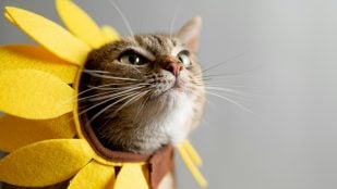 Alexa y las mascotas