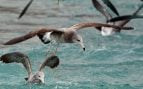 Imperio de Perú uso heces de aves marinas para crecer, Reino Chincha creció gracias a heces de las aves, uso de fertilizante natural en reinos peruanos antiguos, descubrimiento arqueológico en Perú, la ciencia comprueba técnicas agrícolas del reino Chincha.