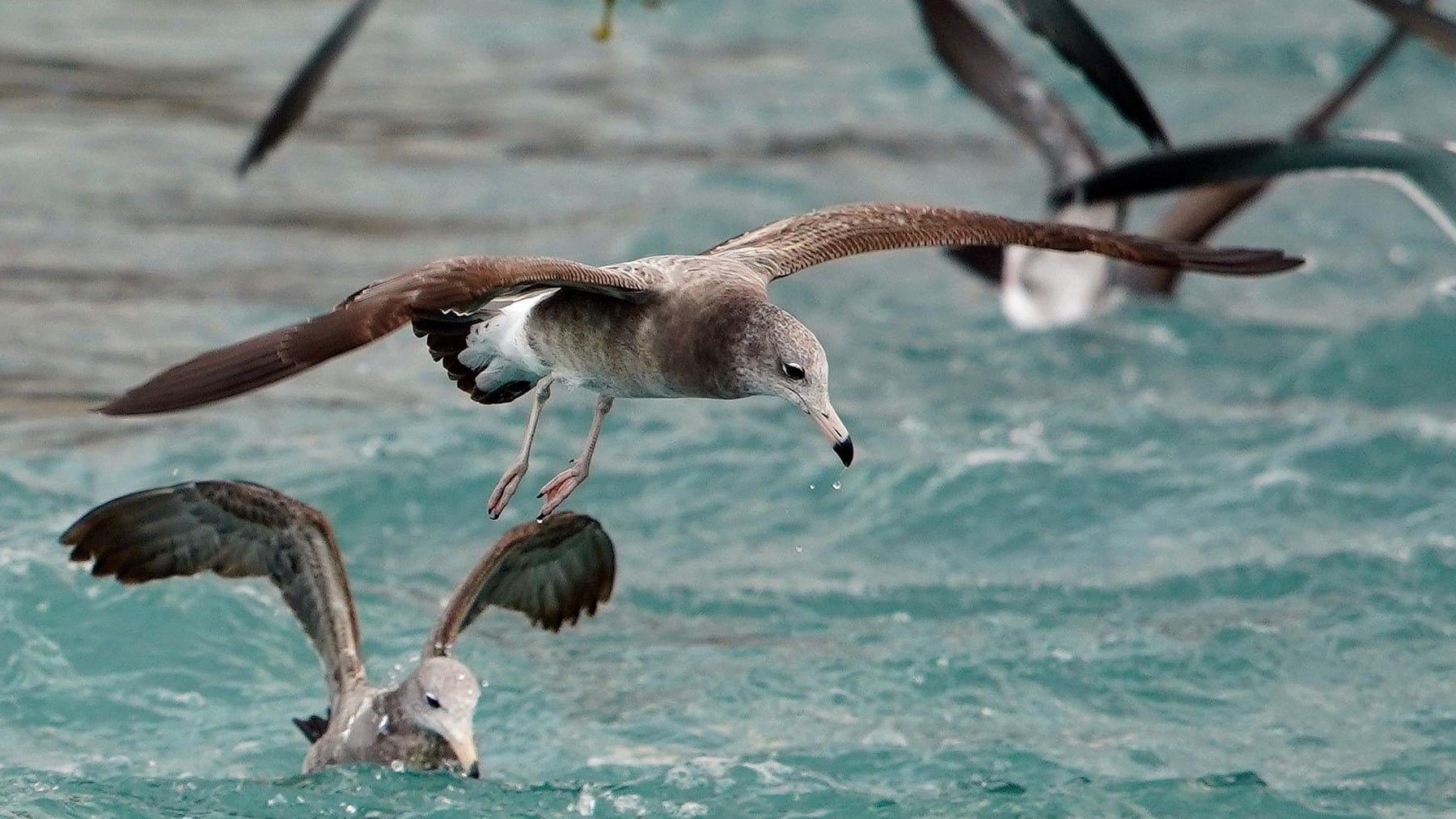 Suena a broma pero la ciencia lo avala: las heces de las aves ayudaron a crear un mítico reino en Perú hace 800 años