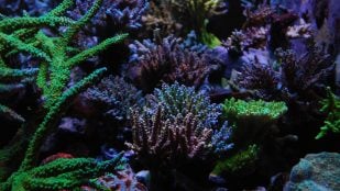 Desaparición arrecifes de coral, desaparecen arrecifes de coral, calentamiento global y blanqueamiento de arrecifes, por qué están desapareciendo las algas y los arrecifes.