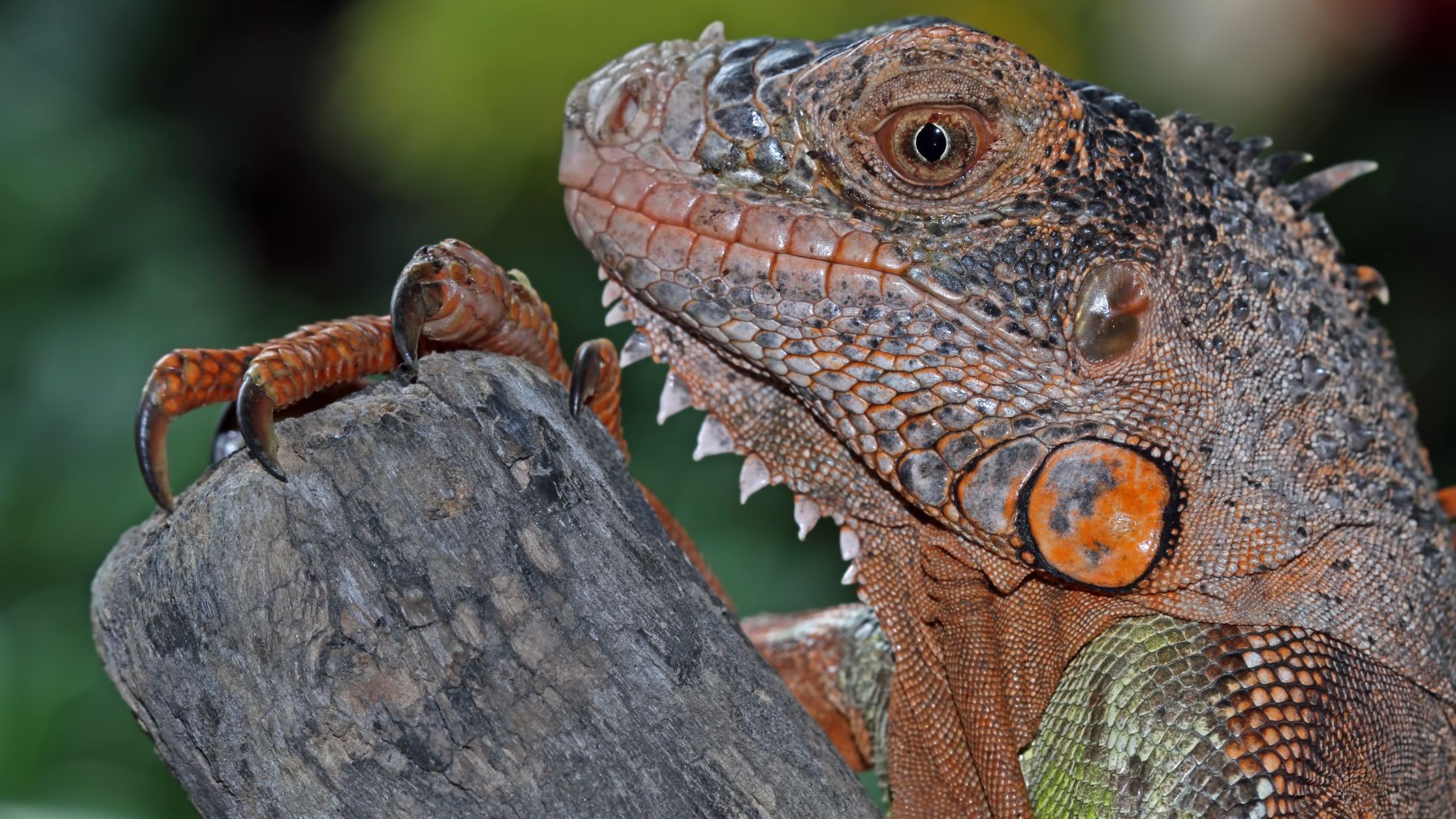Suena raro pero los zoólogos lo avalan: confirman que los dinosaurios tenían púas y es un hallazgo sin precedentes