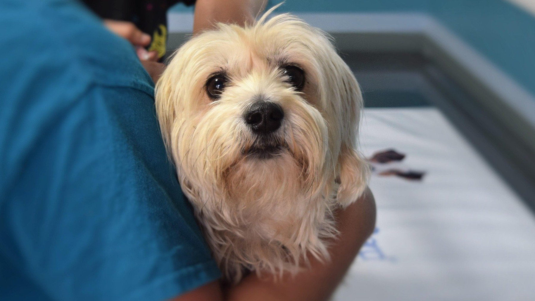 Una veterinaria explica cuándo desparasitar a tu perro: “¿Te tomarías un ibuprofeno cada mañana?”