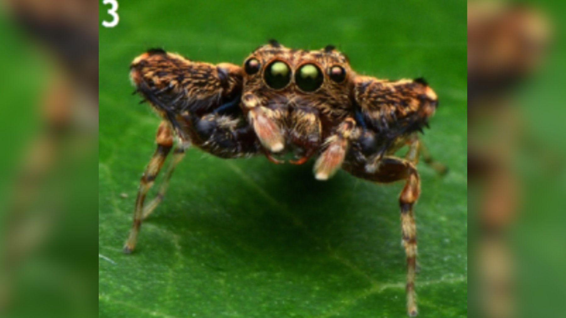 Los zoólogos no salen de su asombro: hallan una extraña araña saltarina que se creía extinta en los últimos 123 años