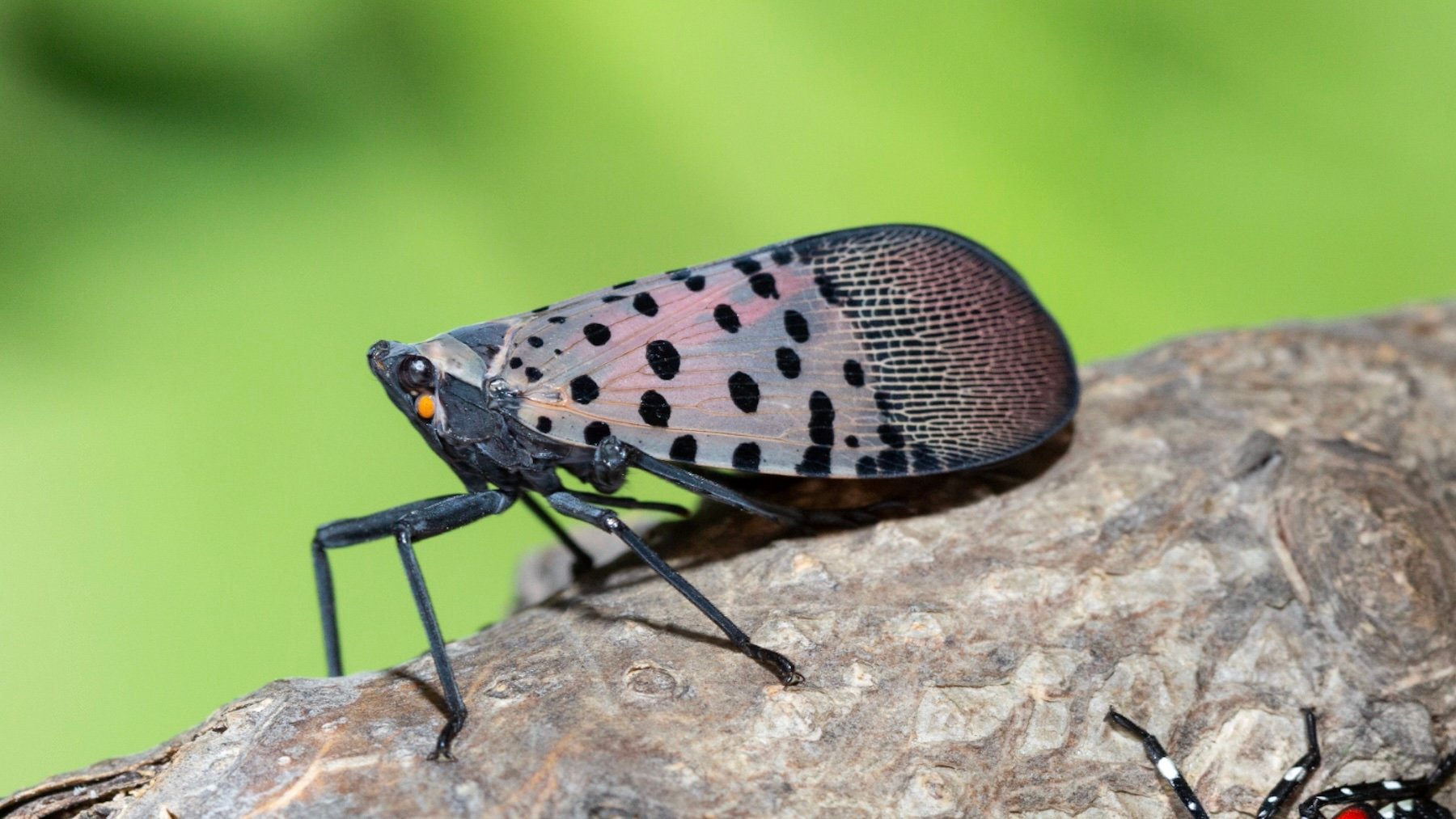 Los expertos activan las alarmas: la plaga de una especie invasora lleva 12 años dañando a ecosistemas y agricultores