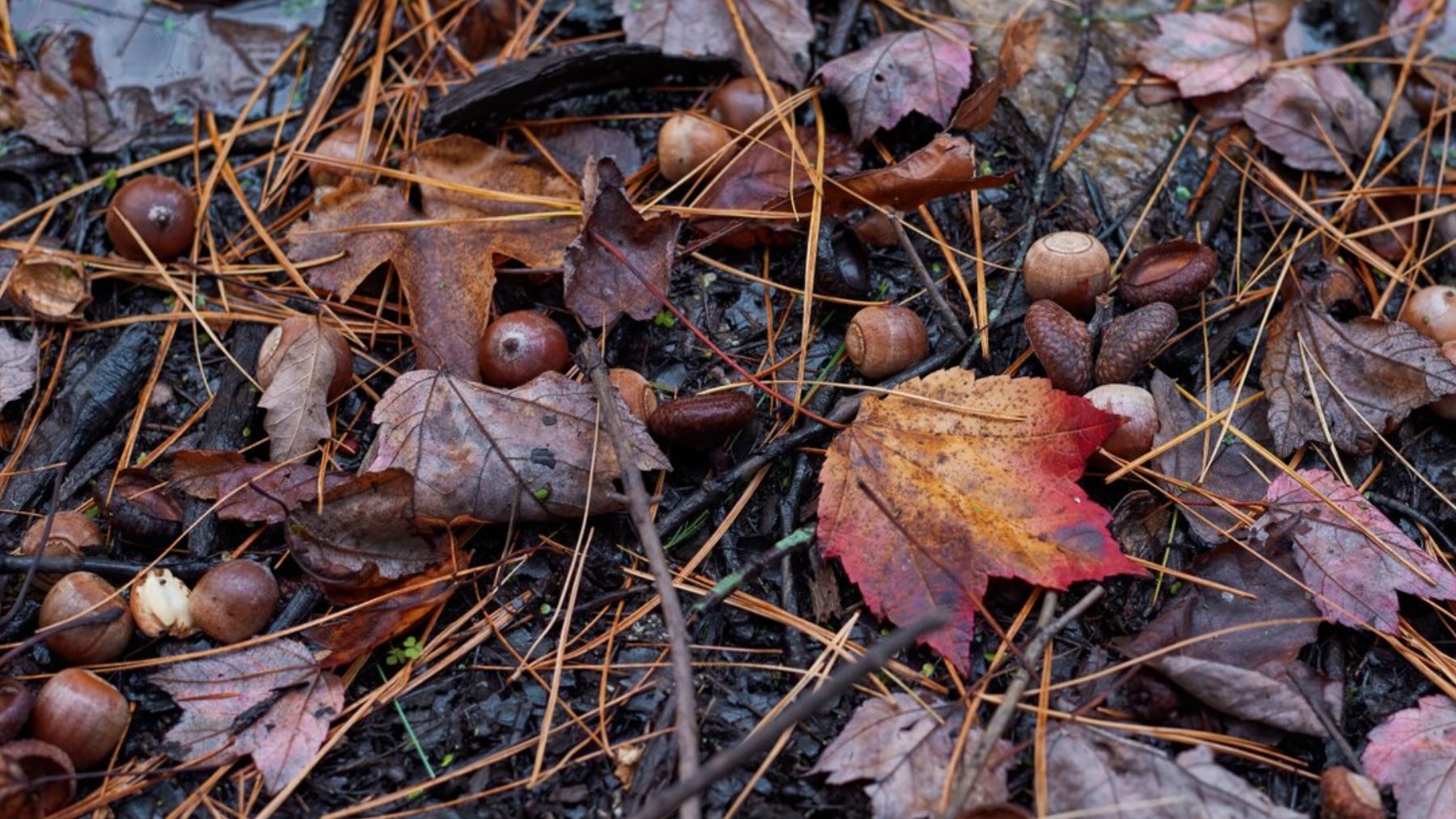 Desconcierto total entre los biólogos: estos árboles lanzan toneladas de frutos al suelo y aún no saben por qué