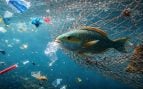 Microplásticos en el océano Pacífico, los peces del Pacífico tienen microplásticos, qué pasa con los peces y los plásticos, contaminación por plástico en el océano pacífico, científicos demuestran que un tercio de los peces tiene microplásticos.