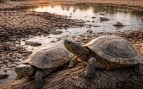 Tortugas, Doñana, naturaleza, animales