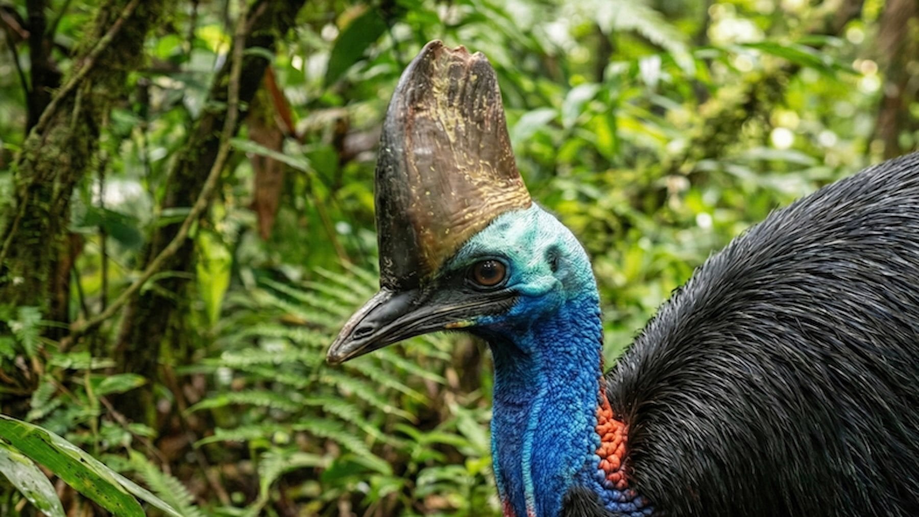 Lo llaman el ave más peligrosa del mundo, pero es imprescindible para la supervivencia de su ecosistema