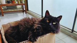 Los gatos buscan refugio en las cajas de cartón por un instinto de supervivencia que les dicta vigilar su entorno desde un lugar seguro. (Foto: Naiara Philpotts)