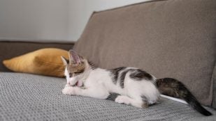 Los gatos necesitan desprenderse de las capas viejas de sus uñas para tenerlas afiladas y, de paso, dejan señales visuales y olorosas en el entorno. (Foto: Freepik)