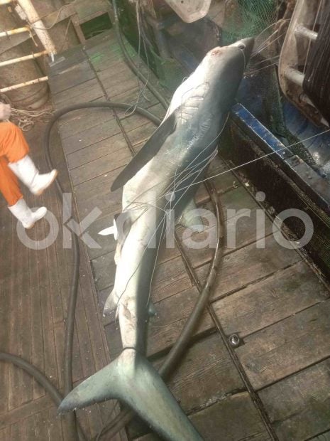 tibur&oacute;n, buques de china