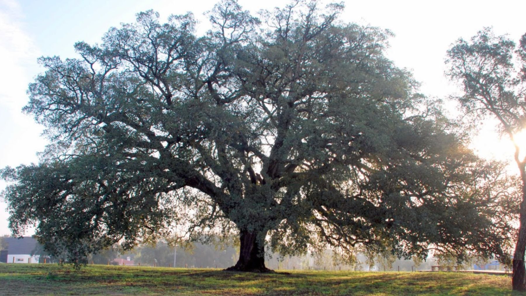 El alcornoque más grande del mundo mide 16 metros, tiene 239 años y está a solo 170 kilómetros de España