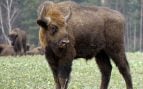 Pueblo de Guadalajara usa bisontes para evitar incendios, bisonte europeo en la península ibérica, bisonte europeo regenera el suelo, por qué los bisontes europeos ayudan a recuperar el suelo.