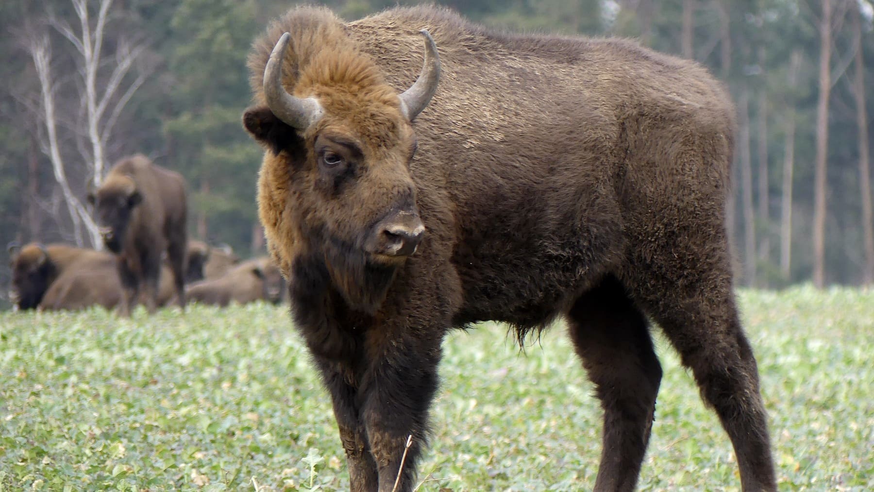Hito histórico en la zoología española: los bisontes regresan a la península ibérica en Guadalajara para evitar incendios