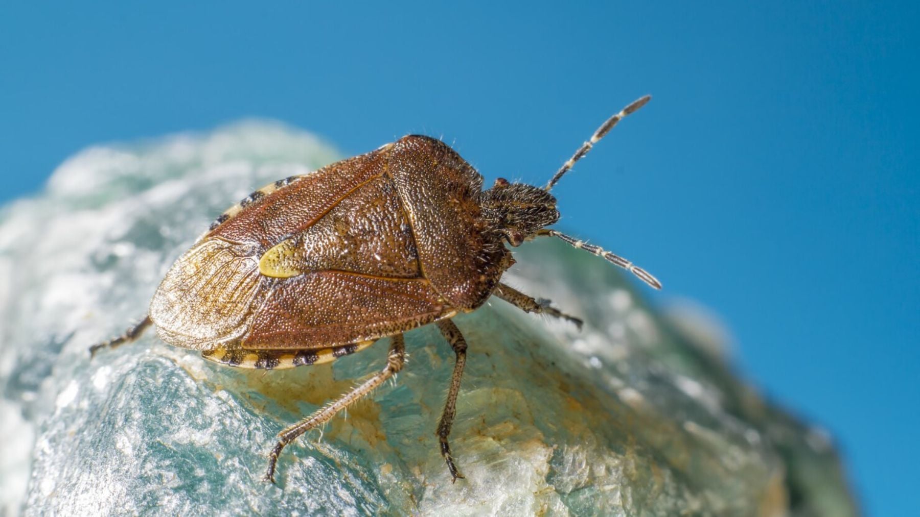 Suena gracioso, pero la ciencia lo respalda: a los chinches les da miedo el agua y podía ser la clave para eliminarlos