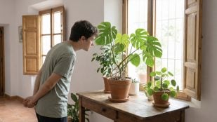 Planta está contenta