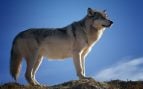 Bióloga critica la falta de protección del lobo, Sara Salado y el impacto del lobo ibérico en la naturaleza, caza del lobo al norte del Duero, lobos en España, protección del lobo, endogamia de los lobos.