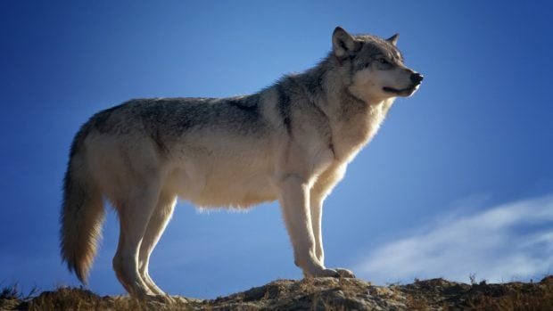 Bi&oacute;loga critica la falta de protecci&oacute;n del lobo, Sara Salado y el impacto del lobo ib&eacute;rico en la naturaleza, caza del lobo al norte del Duero, lobos en Espa&ntilde;a, protecci&oacute;n del lobo, endogamia de los lobos.