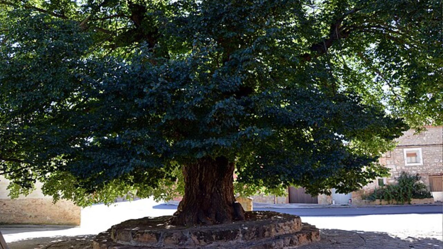 El insólito olmo de Teruel que se salvó de la grafiosis y ha cumplido 4 siglos: ocupa una plaza entera