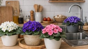 Feng Shui, tradición china, planta