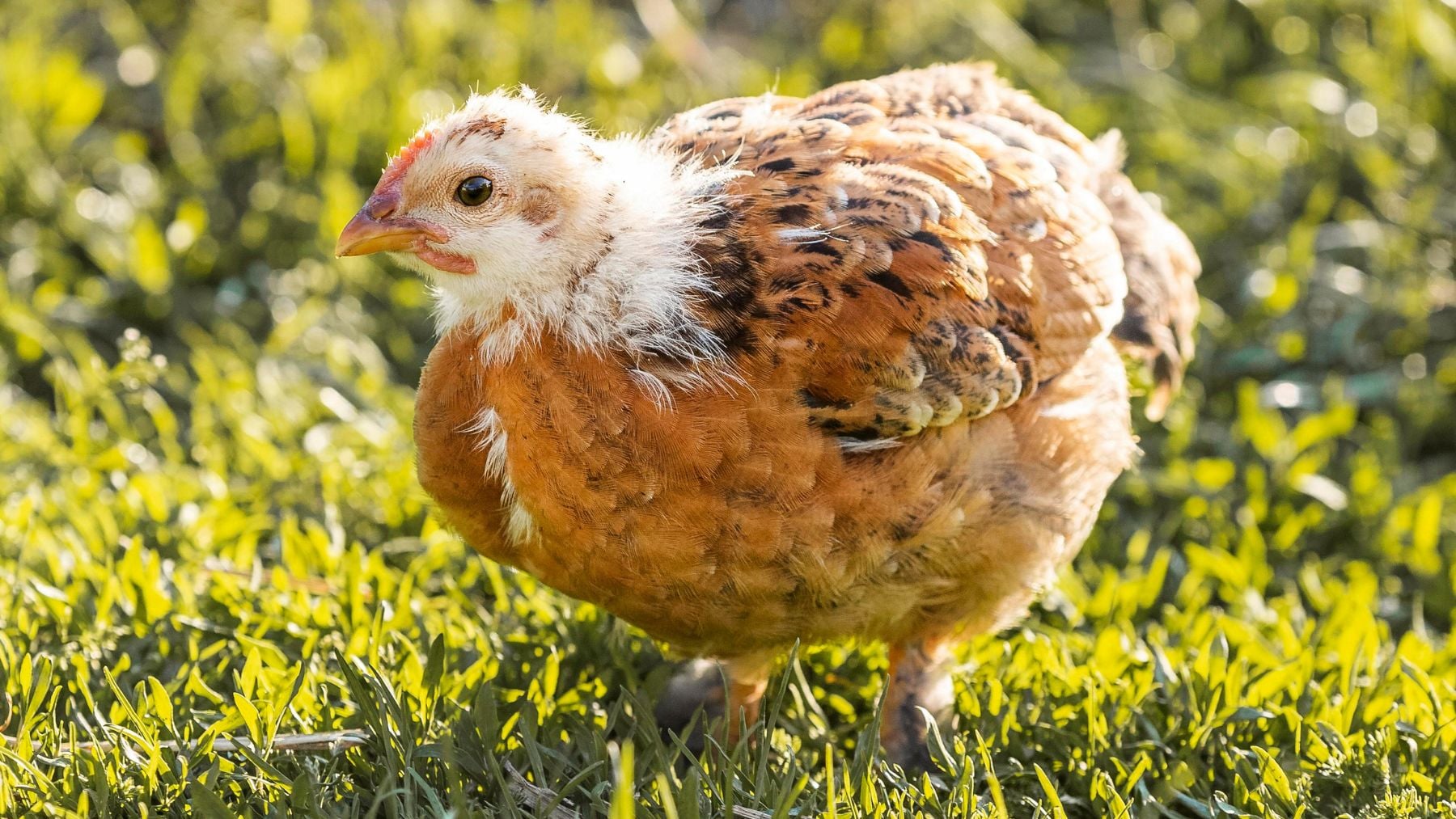 Suena a broma pero la ciencia lo avala: Reino Unido ya usa heces y residuos de pollos para generar energía eléctrica